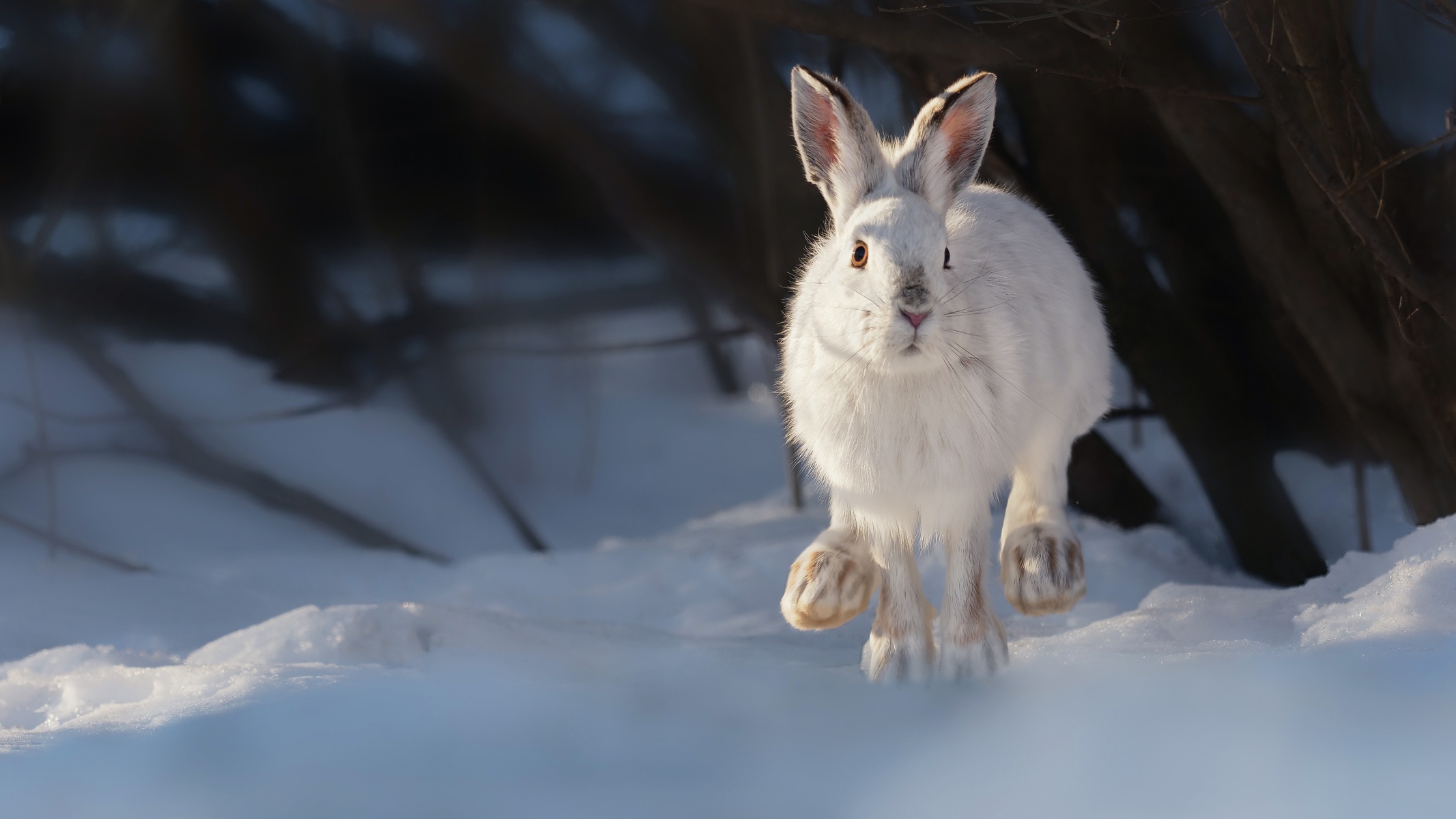 2133x1200 animaux, hiver, lièvre, neige