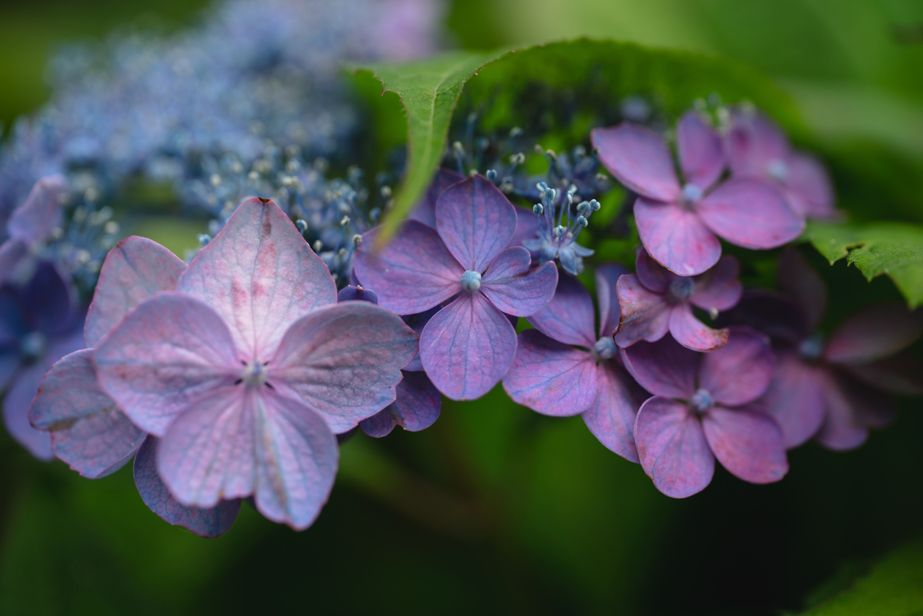 3000x2001 fleurs, hydrangea, macro, nature