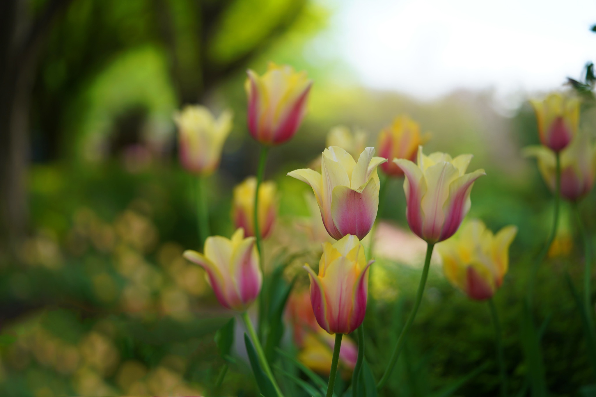 2048x1365 fleurs, nature, tulipe