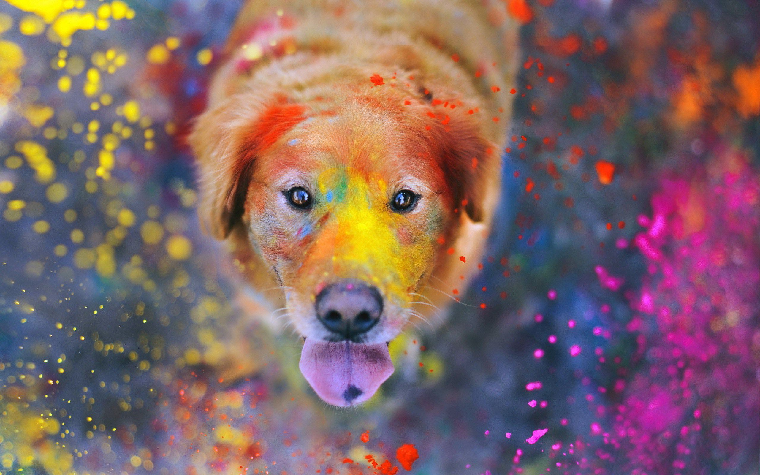 2560x1600 animaux, chien, coloré, golden retriever