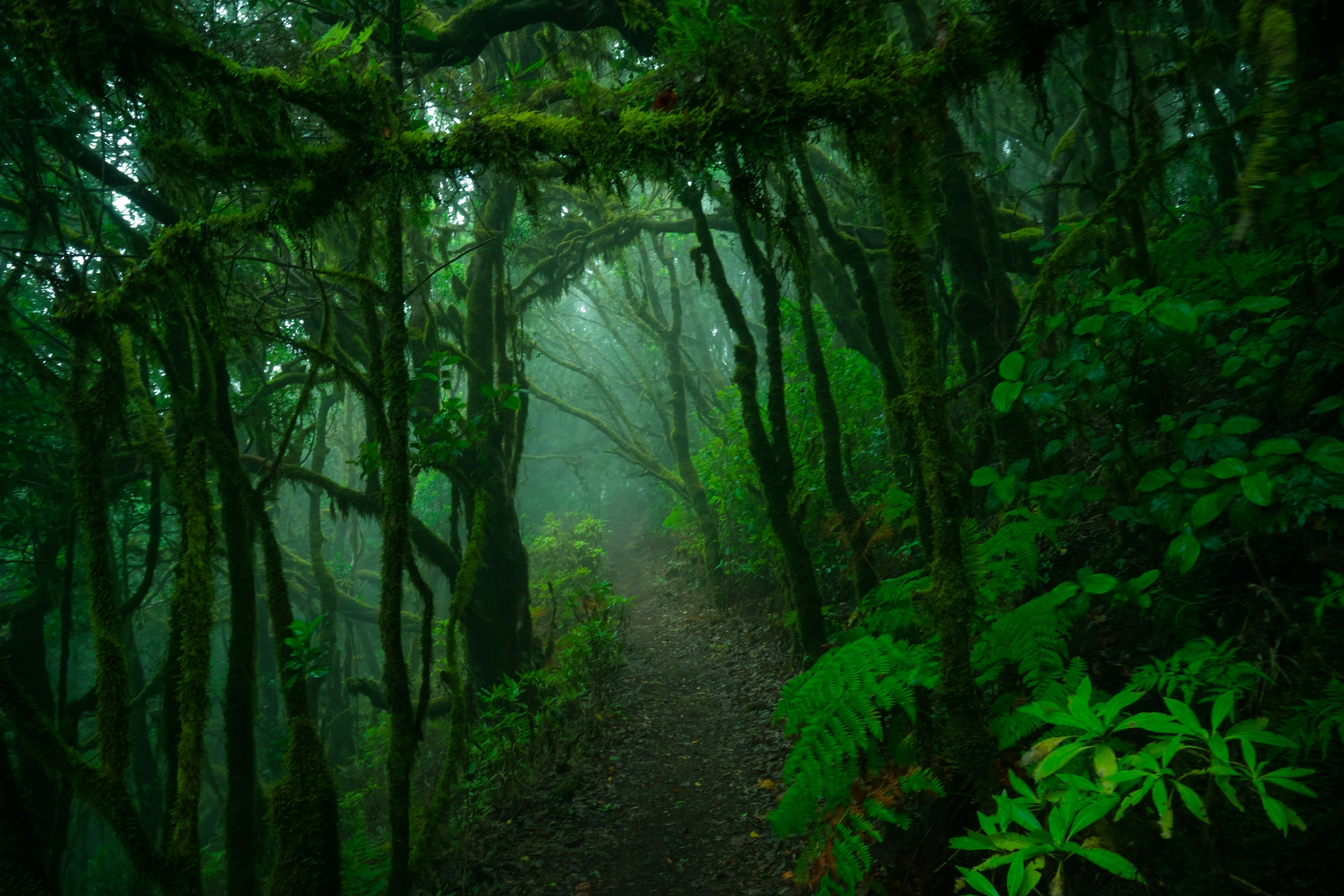 3000x2000 arbres, background vert, chemin, jungle, nature, plante, végétation