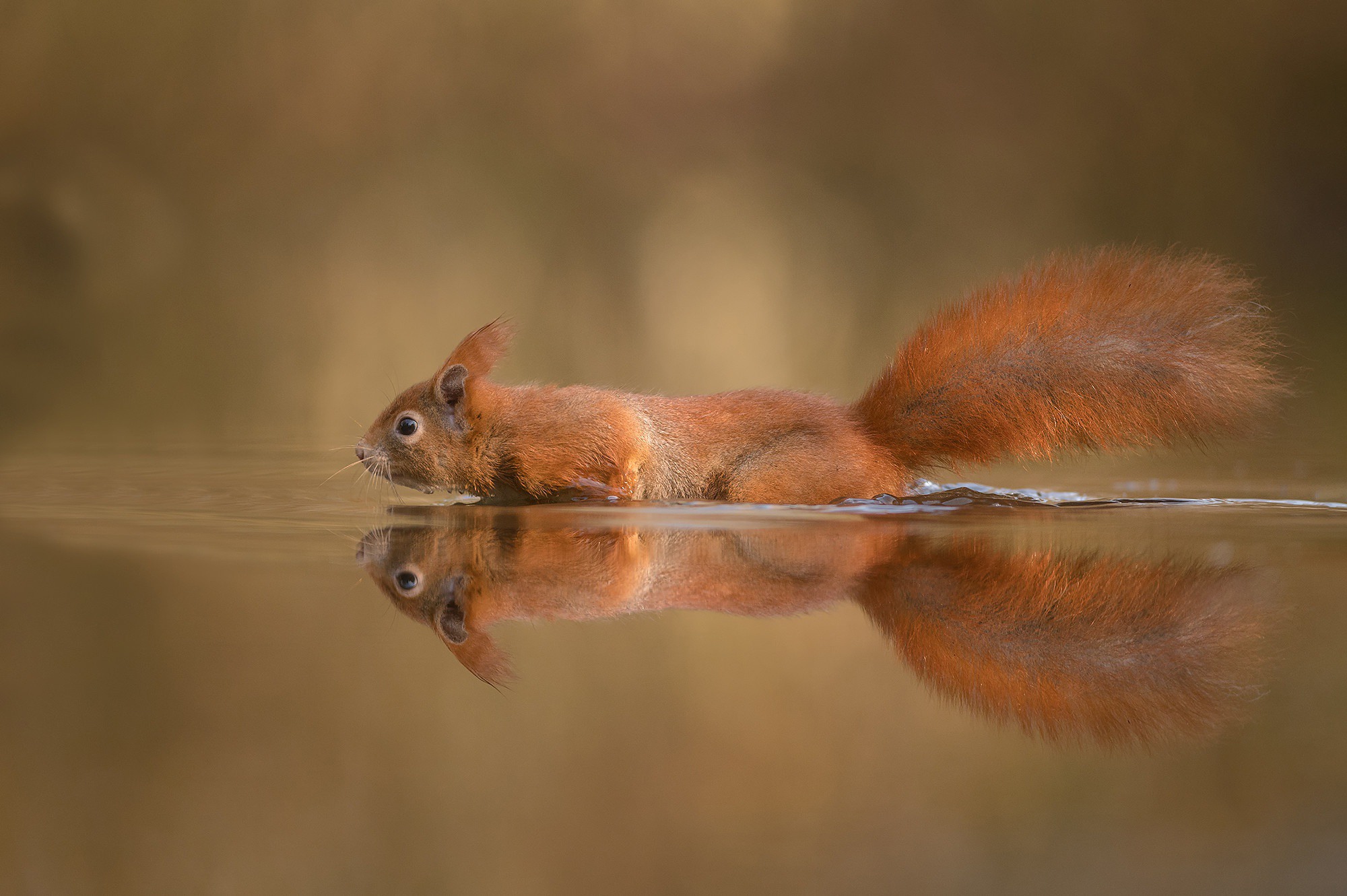 2000x1331 animaux, dans l'eau, écureuil, réflexion