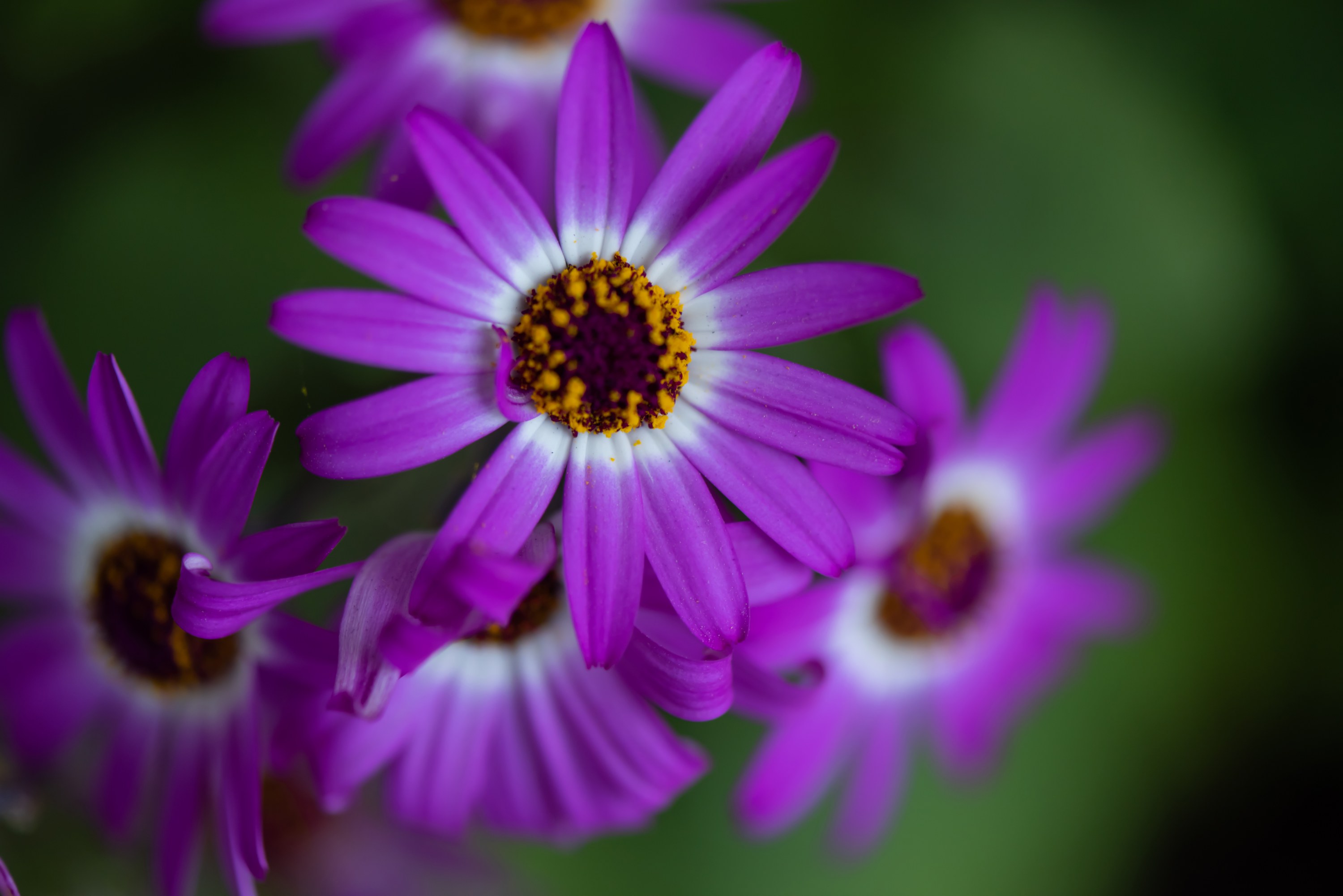 3000x2002 fleurs, macro, nature