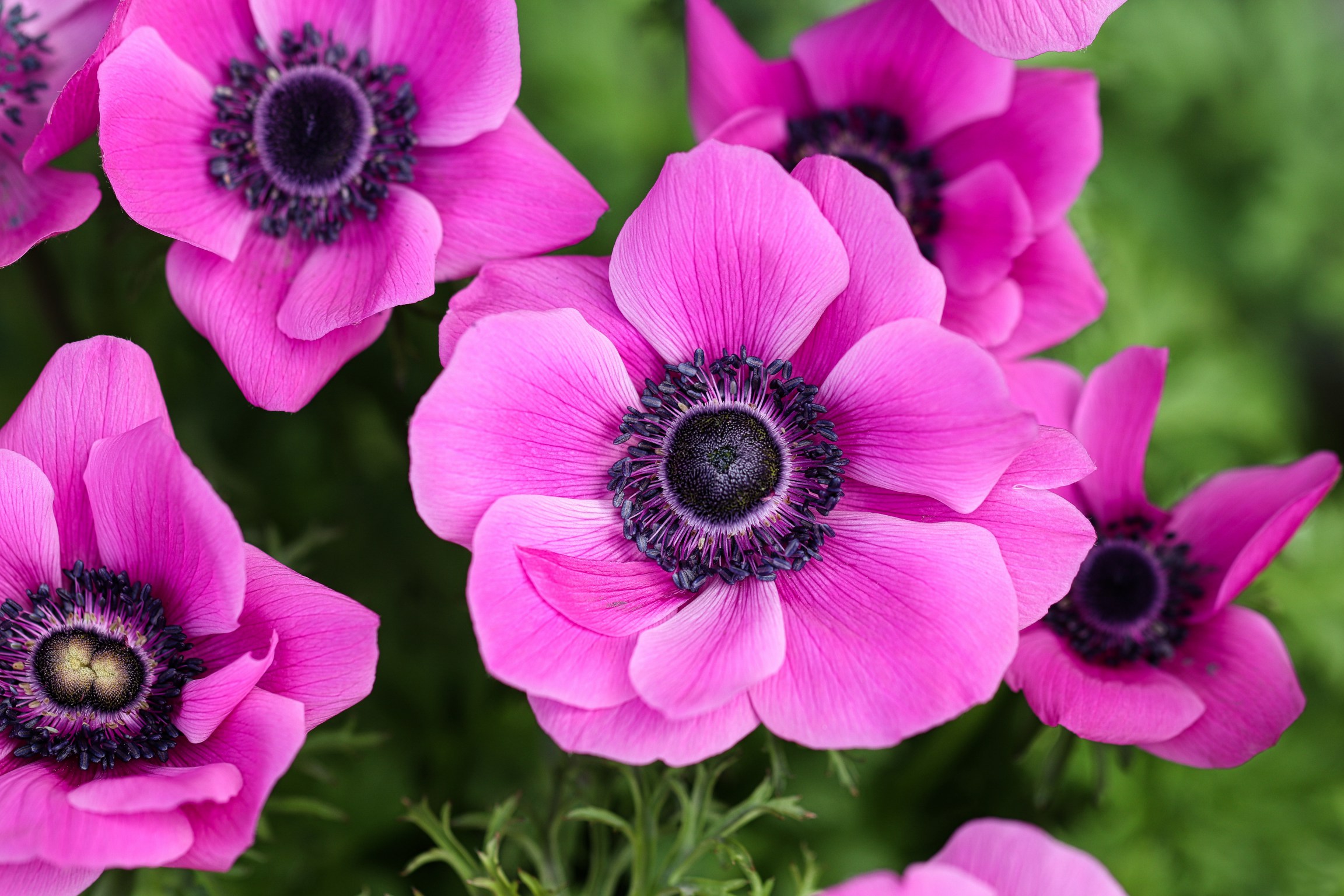 2304x1536 anémone, fleurs, nature