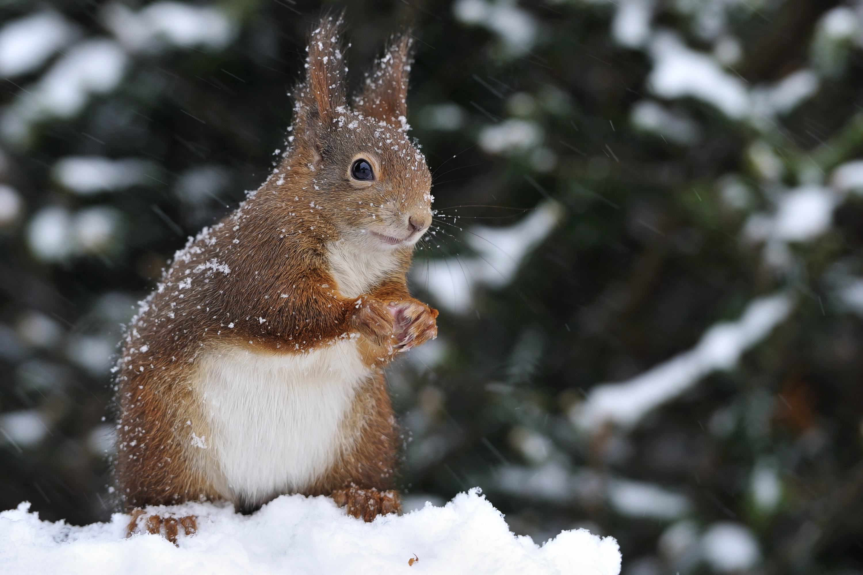 3000x1997 animaux, écureuil, neige