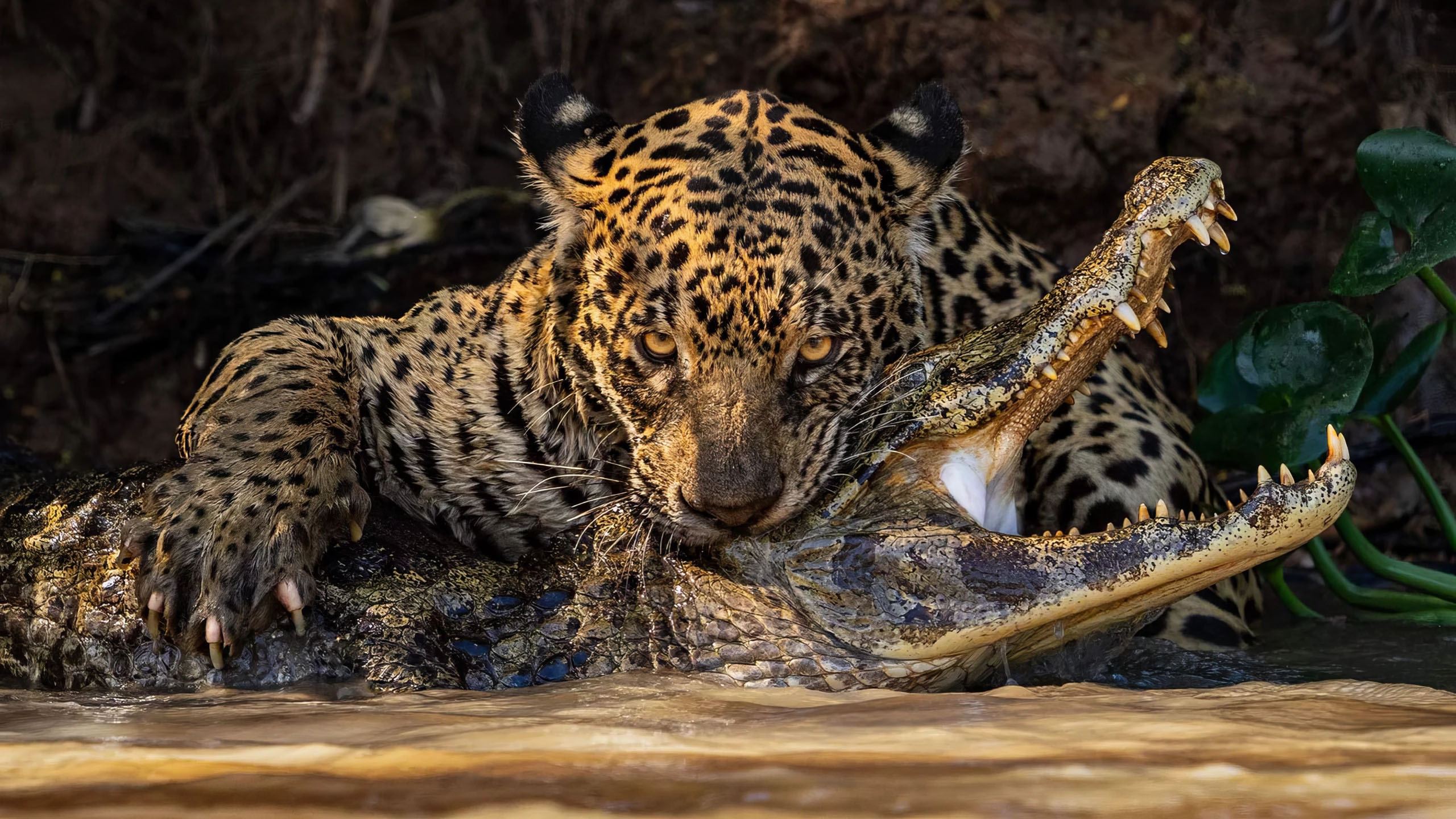 2560x1440 alligator, animaux, jaguar, reptile