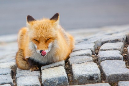 animaux,renard,renard roux,tire la langue