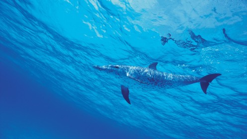 animaux,background bleu,dauphin,eau,vue sous marine