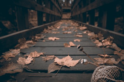 automne,bois,feuille,pont