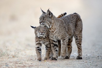 animaux,jeunes animaux,lynx