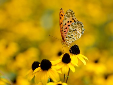 background jaune,fleurs,insecte,macro,nature,papillon,rudbeckie