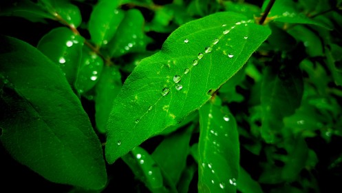 background vert,feuille,goutte,macro,nature,plante