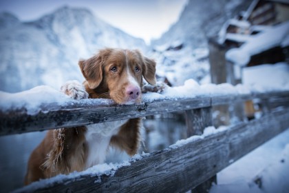 animaux,chien,hiver,neige,triste