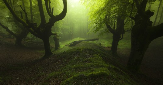 arbres,background vert,foret,mousse,nature,paysages,végétation