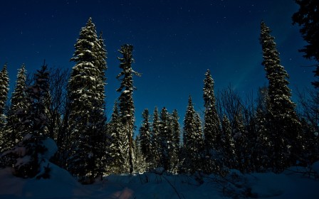 arbres,étoiles,nature,neige,nuit,russie