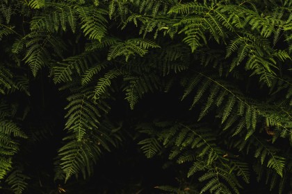 background vert,nature,plante