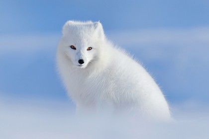 animaux,renard,renard polaire