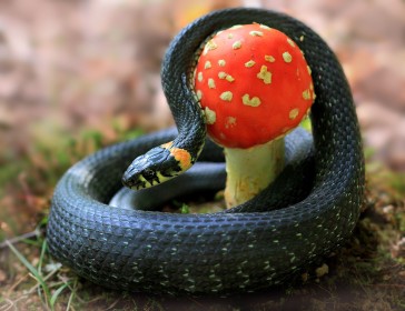 champignon,nature,reptile,serpent