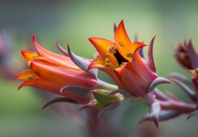 fleurs,macro,nature