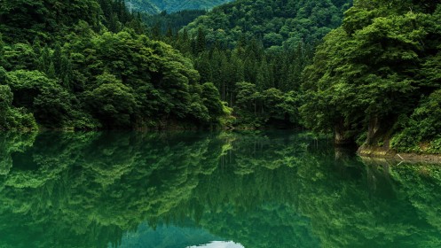 arbres,background vert,eau,foret,lac,nature,paysages,réflexion