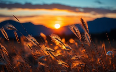 champ,coucher de soleil,nature,plante,soleil