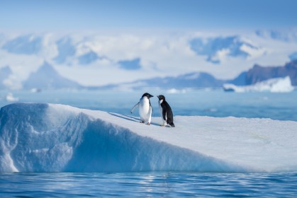 antarctique,eau,glace,manchot,nature,océan,oiseau