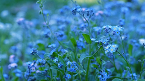 fleurs,macro,nature