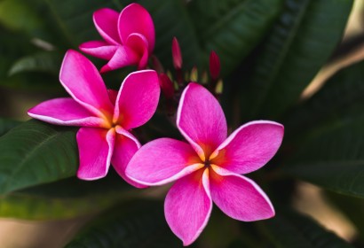 fleurs,macro,nature,plante