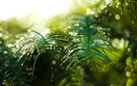 background vert,goutte,macro,nature,plante