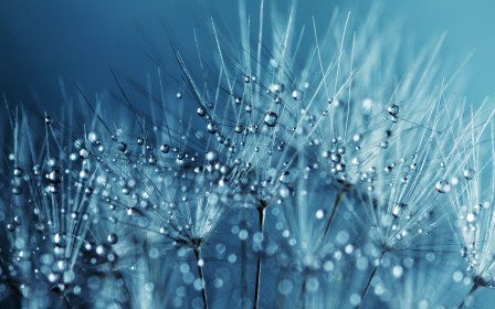 background bleu,goutte,macro,nature,pissenlit,plante