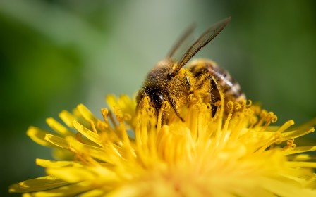 abeille,été,fleurs