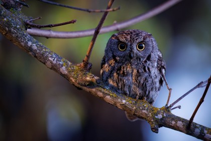 animaux,branche,chouette,oiseau