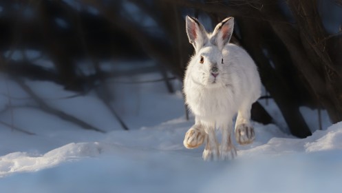 animaux,hiver,lièvre,neige