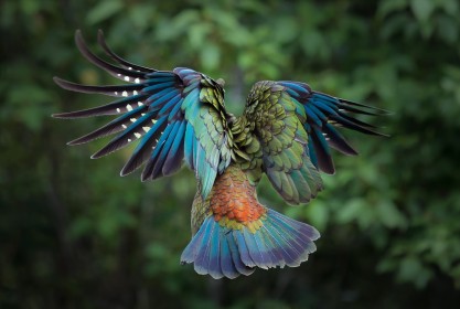 background vert,dans les airs,oiseau,perroquet