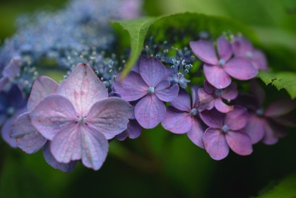 fleurs,hydrangea,macro,nature