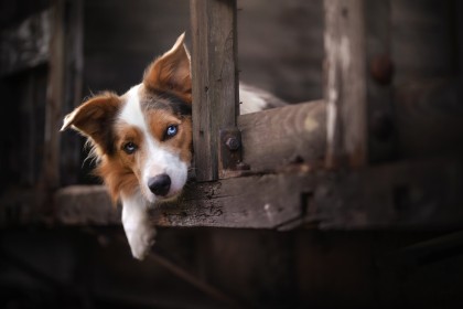 animaux,border collie,chien,yeux bleu