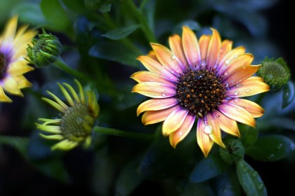 fleurs,goutte,nature