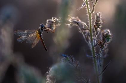 insecte,libellule,plante