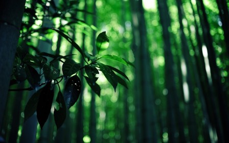 green background,bamboo,leaves,forest,nature