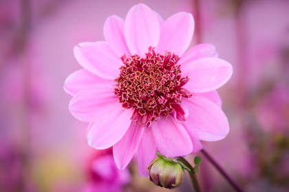 background rose,dahlia,fleurs,nature