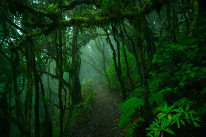 arbres,background vert,chemin,jungle,nature,plante,végétation