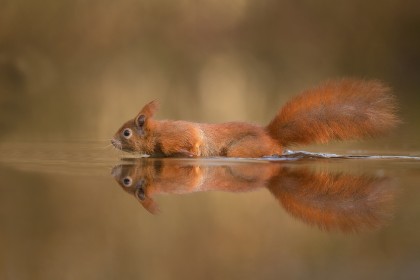 animaux,dans l'eau,écureuil,réflexion