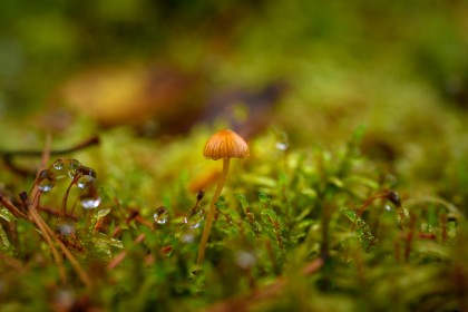 green background,mushroom,water drops,macro,nature