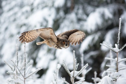 animals,owl,in the air,winter,nature,snow,birds