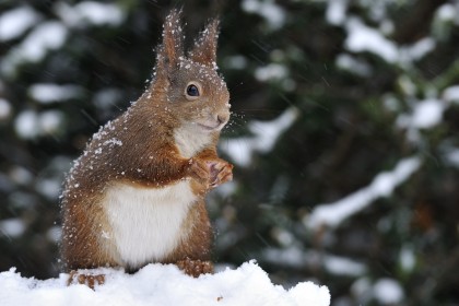 animals,squirrel,snow