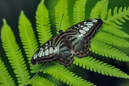 leaves,macro,butterfly