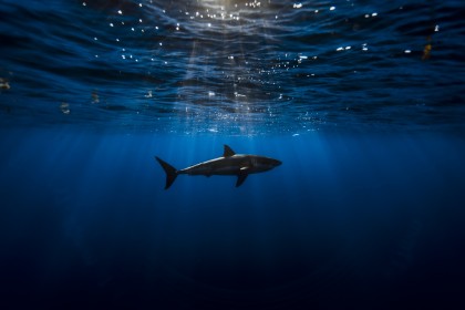 background bleu,eau,océan,rayons de soleil,requin,vue sous marine