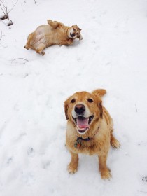 animaux,chien,hiver,neige