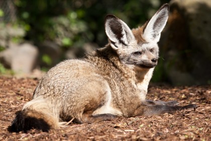 animaux,renard chauve souris