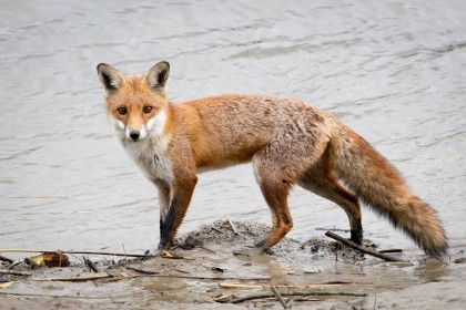 animaux,renard,renard roux